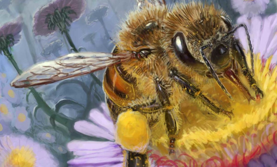 Bienen Illustration Ecogon